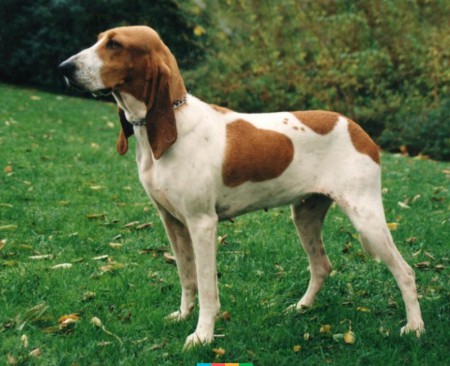 Švajčiarsky durič